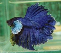 Peces Bettas Dumbo Posts Facebook