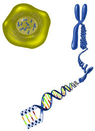 Pin Von Jennifer Spaight Auf Life Sciences Biologie Schule