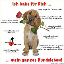 Ich Habe Fur Dich Mein Ganzes Hundeleben Http Www Ich Liebe Tiere Com Spruche Tiere Hunde Hund Zitat