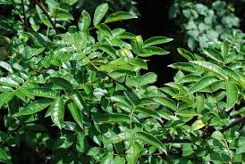Image result for Zanthoxylum sp. A