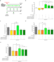 obestatin controls skeletal muscle fiber type determination