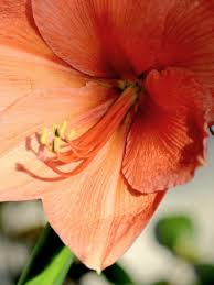 Image result for Hippeastrum puniceum