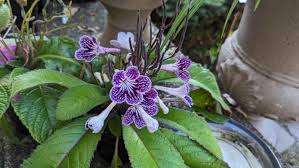 Image result for Streptocarpus leptopus
