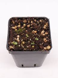 Image result for Utricularia appendiculata