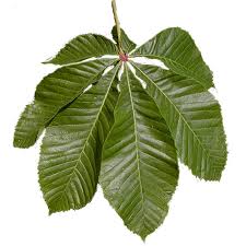 Horse chestnut, also known as ohio buckeye, an ornamental tree that is common to urban and rural areas, is one which can be toxic to your horse when any part of it is. Red Horse Chestnut Street Trees In Nyc
