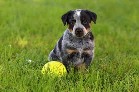 The blue heesky is an incredibly beautiful mix, but should not be judged on its many mixed breed puppies are unwanted litters, sometimes even from breeders of purebred dogs. 5 Things To Know About Blue Heeler Puppies Greenfield Puppies