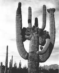 It could mean a fat cactus. Cactus Wiktionary