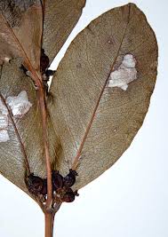 Image result for Empogona cacondensis