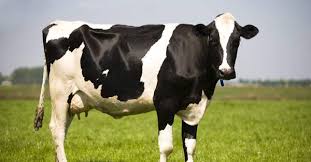 احتباس المشيمة في الابقار والجاموس Mazra3ty مزرعتي Cow Animals Animals And Pets