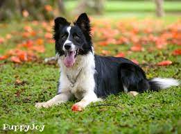 They respond to high level obedience training and make excellent frisbee dogs and farm workers. Border Collie Puppies For Sale In Oregon Or Purebred Border Collies Puppy Joy
