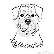 Rottweiler Dog Head Dog Drawing Rottweiler Tattoo Rottweiler Dog