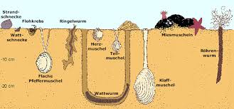Im wattenmeer liegt ein gehalt von 25 ‰ bis 33 ‰ vor, was durch das süßwasser der flüsse entsteht. Tiere Der Watten Wissen Und Wissenswertes Ecomare Texel