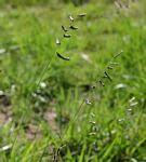 Image result for Urochloa serrata