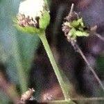 Image result for Adenostemma viscosum