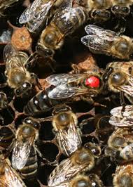 The queen bee half marathon is on a mission: Koehnen Carniolan Queen Bee To Bee Or Not To Bee