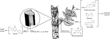 Image result for Tessmannia burttii