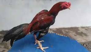 Ciri ayam pukul saraf yang paling penting terletak di akurasi pukulan dan kekuatan. Perbedaan Ayam Jalu Dan Ayam Pukul Ilmu Peternakan