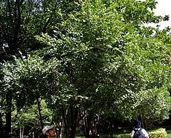 Image result for Diospyros consolatae