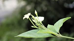 Image result for Pseudomussaenda