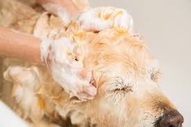 Image result for what do lice look like in dog fur