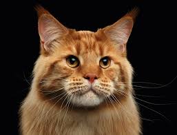 Well you're in luck, because here they come. Treatments For Cats Mcdowell S Herbal Treatments