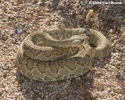 Mojave Green Rattlesnake Rattlesnake Snake Mojave Rattlesnake