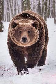 Pin On All Creatures Great And Small