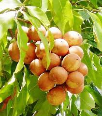 Pin On Frutas Conhecidas E Exoticas