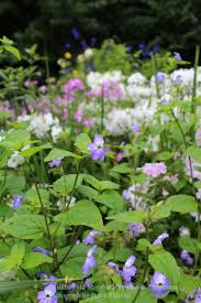 Image result for Browallia americana