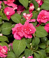 Image result for Impatiens keilii