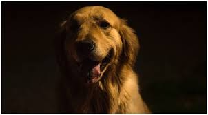 Check spelling or type a new query. Can Dogs See In The Dark Golden Retriever Club