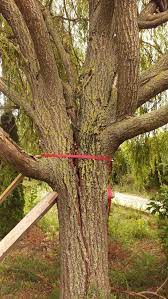 Small frost cracks don't typically cause serious damage to trees. What To Do With A Williow Tree With A Cracked Split Trunk Due To Strong Winds Gardening Landscaping Stack Exchange