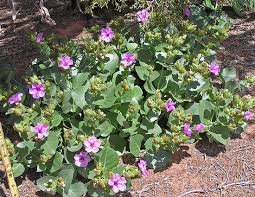 Purple, pink, yellow, red, and more. Southwest Colorado Wildflowers Mirabilis Multiflora
