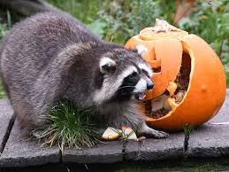 Das moderne halloween ist vor allem von zahlreichen partys gekennzeichnet. Kein Susses Oder Saures An Halloween Gottingen