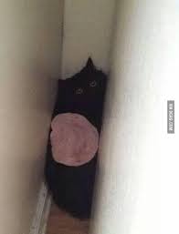 When Your Cat Gets Stuck In The Wall And You Throw Ham On It 9gag