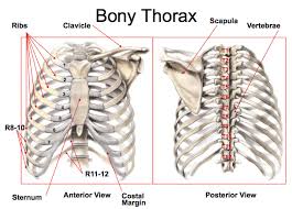 Women are made of sugar and spice and all things nice. Anatomy Of Thorax Flashcards Chegg Com