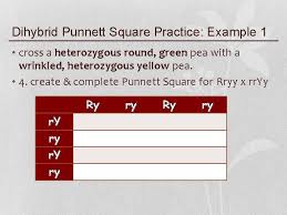 Use the gametes from #3 and #4 to set up a punnett square below. Mendelian Genetics Monohybrid Crosses Vs Dihybrid Crosses Dihybrid