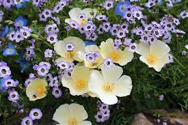 The california poppy (eschscholzia californica) was designated the state flower of california in 1903. Wild For California Native Wildflowers