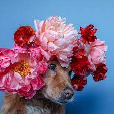 Dog Flower Crown Flower Crown Peony Flower Crown Dog Flower