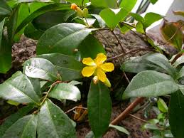 Image result for Ochna kirkii