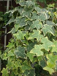 Hedera helix 'gold child' was first introduced in 1971 by thomas rochford from the house of rochford, england, and received the. Photo Of The Leaves Of English Ivy Hedera Helix Gold Child Posted By Paul2032 Garden Org