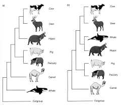 @article{geisler2009hippopotamusaw, title={hippopotamus and whale phylogeny}, author={jonathan h. Http Www Csun Edu Dgray Evol322 Chapter4 Pdf