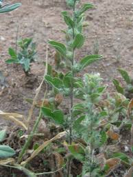 Image result for Seddera suffruticosa