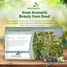 Image result for Eucalyptus citriodora