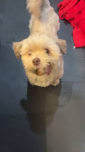 Fuggler plushies available at Marshall's stores