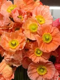 We did not find results for: Beautiful Peachy Poppies Beautiful Flowers Anemone Flower Flower Painting