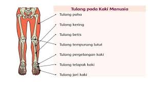 We did not find results for: Pasangkan Gambar Dengan Keterangan Nama Tulang Lengan Dan Kaki Manusia Menggunakan Garis Tribun Sumsel