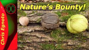 Maybe you would like to learn more about one of these? Foraging Hickory Nuts How To Identify Harvest And Preserve Survival Sullivan