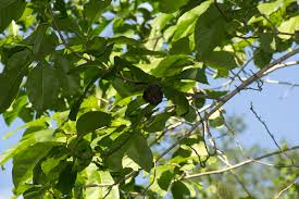 Image result for Excoecaria bussei