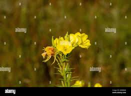 Image result for Onagraceae